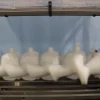 Cold Room Servo Upgrade for Dairy Packaging Line