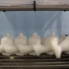Cold Room Servo Upgrade for Dairy Packaging Line